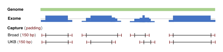 Figure depicting how exome capture regions impact coverage